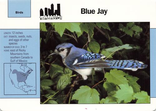 1991-95 Grolier Wildlife Adventure Cards #11.8 Blue Jay Front