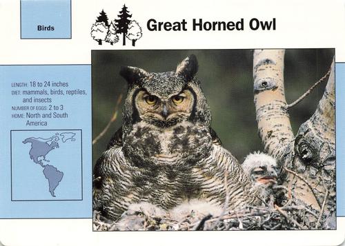 1991-95 Grolier Wildlife Adventure Cards #12.1 Great Horned Owl Front