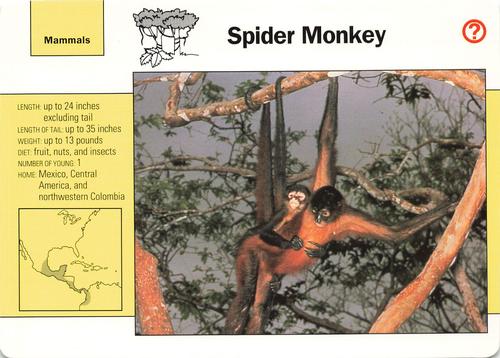 1991-95 Grolier Wildlife Adventure Cards #12.2 Spider Monkey Front