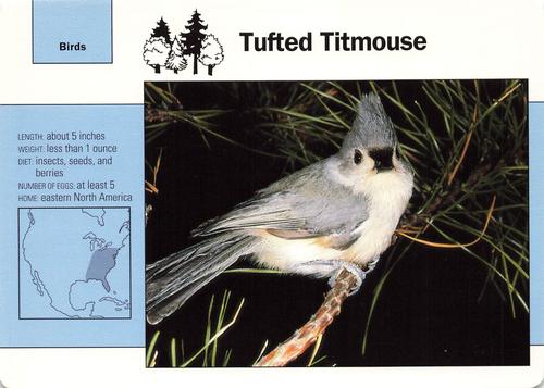 1991-95 Grolier Wildlife Adventure Cards #12.8 Tufted Titmouse Front