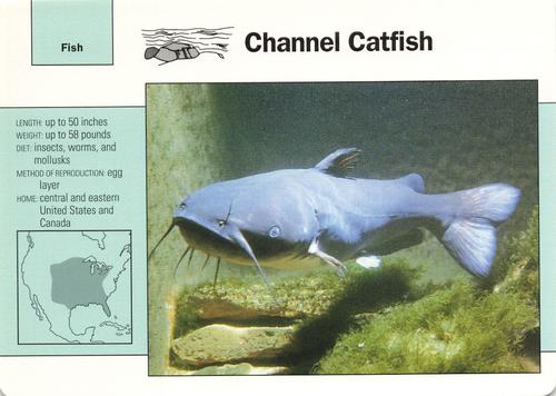1991-95 Grolier Wildlife Adventure Cards #12.15 Channel Catfish Front