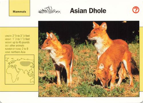1991-95 Grolier Wildlife Adventure Cards #13.5 Asian Dhole Front
