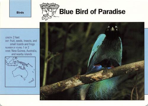 1991-95 Grolier Wildlife Adventure Cards #13.7 Blue Bird of Paradise Front
