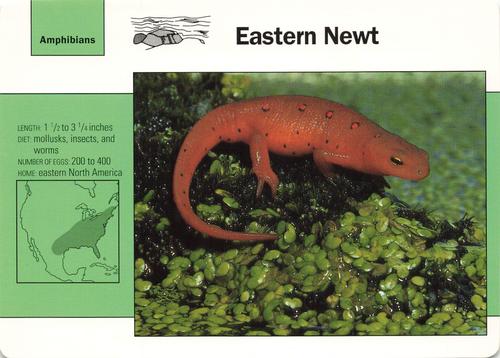 1991-95 Grolier Wildlife Adventure Cards #13.12 Eastern Newt Front