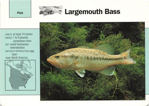1991-95 Grolier Wildlife Adventure Cards #13.16 Largemouth Bass Front