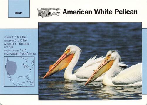 1991-95 Grolier Wildlife Adventure Cards #14.7 American White Pelican Front