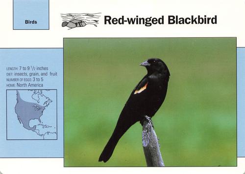1991-95 Grolier Wildlife Adventure Cards #14.8 Red-winged Blackbird Front