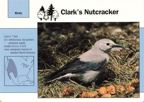 1991-95 Grolier Wildlife Adventure Cards #14.10 Clark's Nutcracker Front