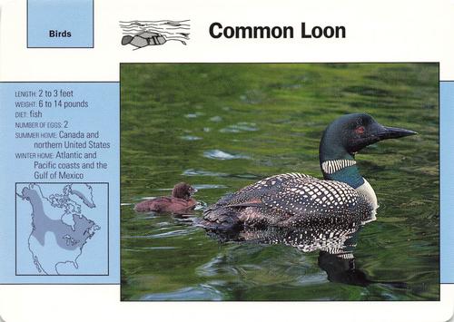 1991-95 Grolier Wildlife Adventure Cards #15.5 Common Loon Front