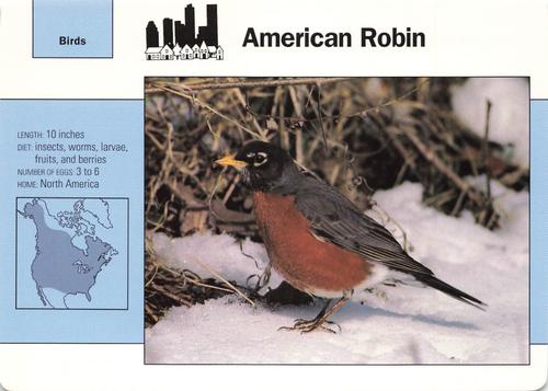 1991-95 Grolier Wildlife Adventure Cards #16.8 American Robin Front