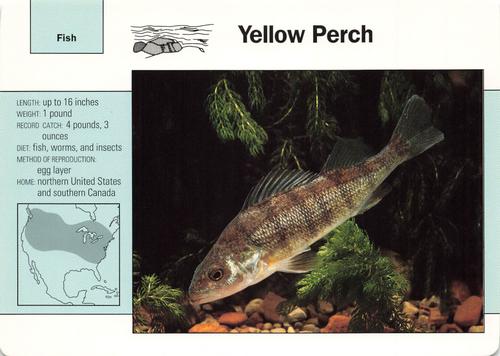 1991-95 Grolier Wildlife Adventure Cards #16.12 Yellow Perch Front
