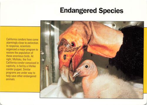 1991-95 Grolier Wildlife Adventure Cards #16.20 Endangered Species Front