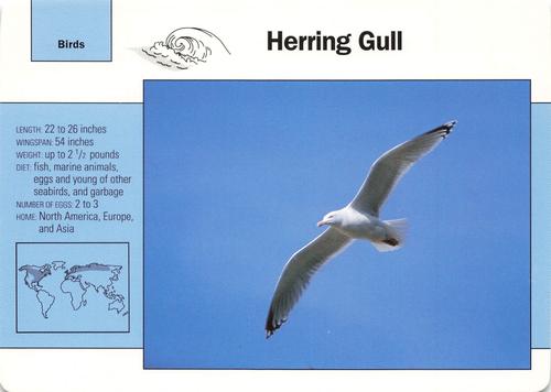 1991-95 Grolier Wildlife Adventure Cards #17.6 Herring Gull Front