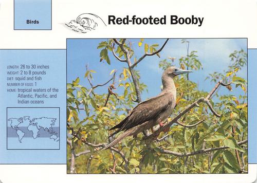 1991-95 Grolier Wildlife Adventure Cards #17.9 Red-footed Booby Front