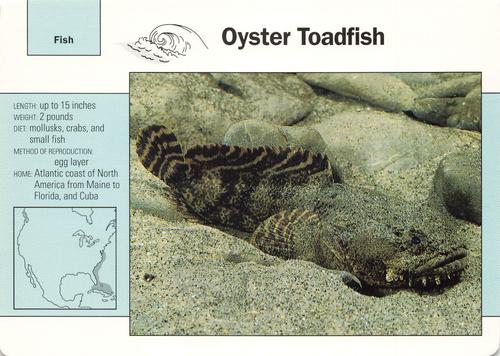 1991-95 Grolier Wildlife Adventure Cards #17.14 Oyster Toadfish Front