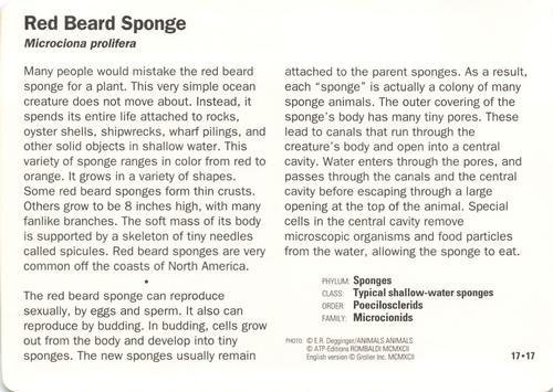 1991-95 Grolier Wildlife Adventure Cards #17.17 Red Beard Sponge Back