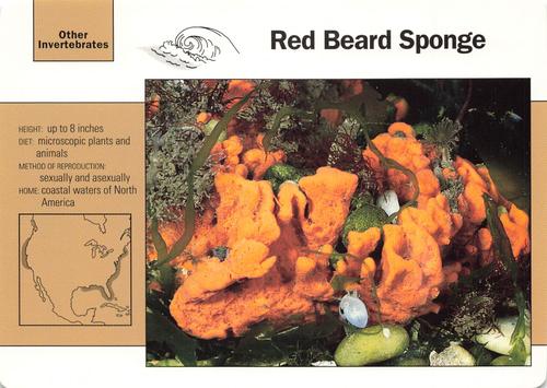 1991-95 Grolier Wildlife Adventure Cards #17.17 Red Beard Sponge Front