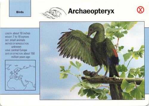 1991-95 Grolier Wildlife Adventure Cards #17.19 Archaeopteryx Front