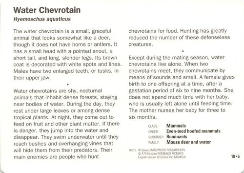 1991-95 Grolier Wildlife Adventure Cards #18.6 Water Chevrotain Back
