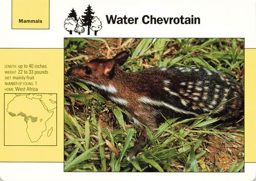1991-95 Grolier Wildlife Adventure Cards #18.6 Water Chevrotain Front