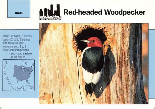 1991-95 Grolier Wildlife Adventure Cards #18.7 Red-headed Woodpecker Front