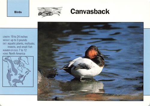 1991-95 Grolier Wildlife Adventure Cards #18.8 Canvasback Front