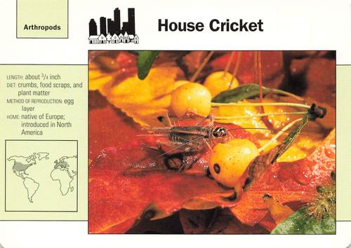 1991-95 Grolier Wildlife Adventure Cards #18.16 House Cricket Front