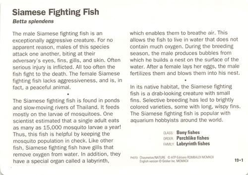 1991-95 Grolier Wildlife Adventure Cards #19.1 Siamese Fighting Fish Back