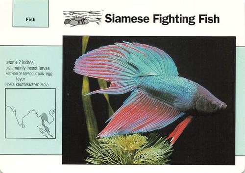 1991-95 Grolier Wildlife Adventure Cards #19.1 Siamese Fighting Fish Front