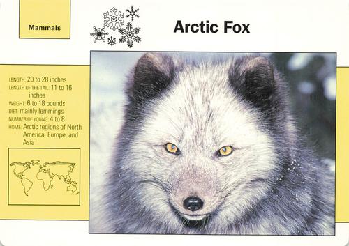 1991-95 Grolier Wildlife Adventure Cards #19.2 Arctic Fox Front