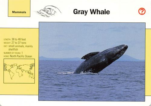 1991-95 Grolier Wildlife Adventure Cards #19.3 Gray Whale Front