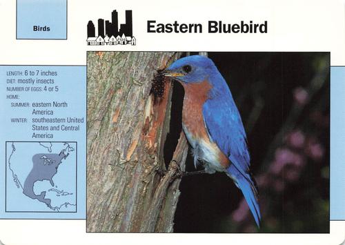 1991-95 Grolier Wildlife Adventure Cards #19.7 Eastern Bluebird Front