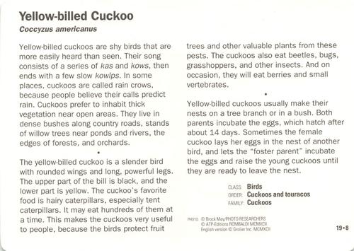 1991-95 Grolier Wildlife Adventure Cards #19.8 Yellow-billed Cuckoo Back
