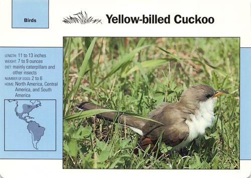 1991-95 Grolier Wildlife Adventure Cards #19.8 Yellow-billed Cuckoo Front