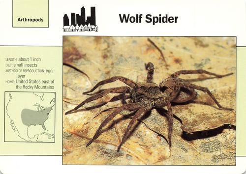 1991-95 Grolier Wildlife Adventure Cards #19.15 Wolf Spider Front