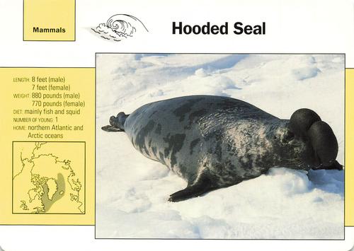 1991-95 Grolier Wildlife Adventure Cards #20.4 Hooded Seal Front