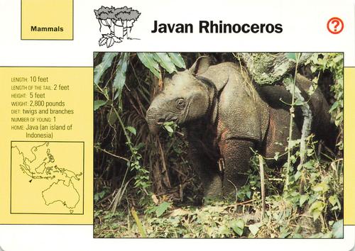 1991-95 Grolier Wildlife Adventure Cards #20.6 Javan Rhinoceros Front