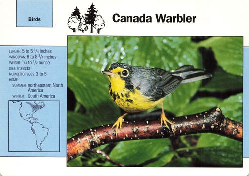 1991-95 Grolier Wildlife Adventure Cards #20.10 Canada Warbler Front
