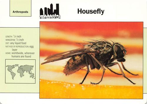 1991-95 Grolier Wildlife Adventure Cards #20.15 Housefly Front