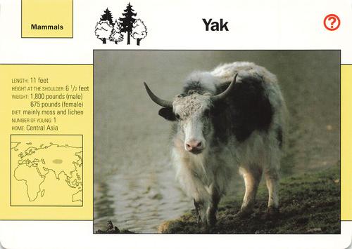 1991-95 Grolier Wildlife Adventure Cards #22.4 Yak Front