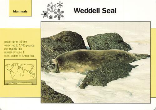 1991-95 Grolier Wildlife Adventure Cards #22.5 Weddell Seal Front