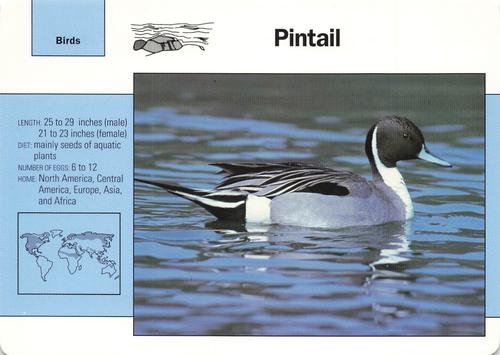 1991-95 Grolier Wildlife Adventure Cards #22.6 Pintail Front