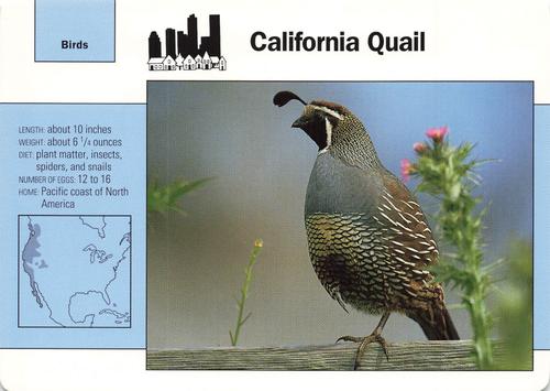 1991-95 Grolier Wildlife Adventure Cards #22.8 California Quail Front