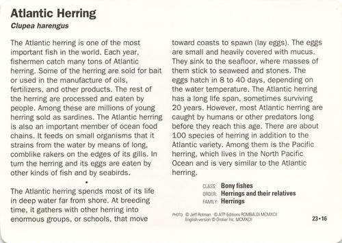 1991-95 Grolier Wildlife Adventure Cards #23.16 Atlantic Herring Back
