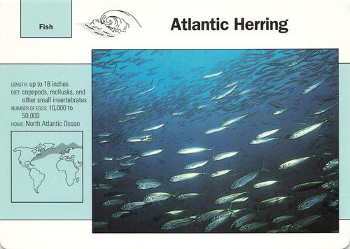 1991-95 Grolier Wildlife Adventure Cards #23.16 Atlantic Herring Front