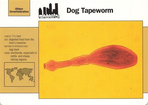 1991-95 Grolier Wildlife Adventure Cards #23.19 Dog Tapeworm Front