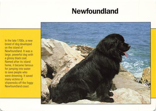 1991-95 Grolier Wildlife Adventure Cards #23.20 Newfoundland Front