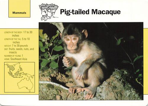 1991-95 Grolier Wildlife Adventure Cards #24.2 Pig-tailed Macaque Front