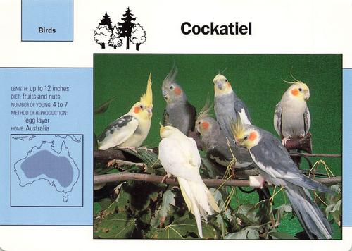 1991-95 Grolier Wildlife Adventure Cards #25.6 Cockatiel Front