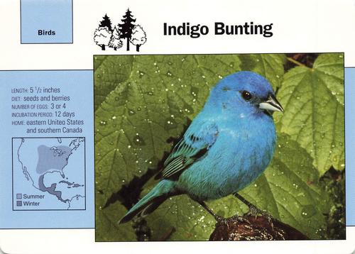 1991-95 Grolier Wildlife Adventure Cards #26.1 Indigo Bunting Front